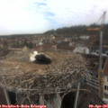 09_55-nest.jpg