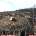 10_00-nest.jpg