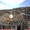 10_10-nest.jpg