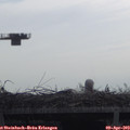 10_15-mast.jpg