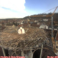 10_15-nest.jpg