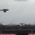 10_35-mast.jpg
