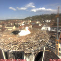 11_20-nest.jpg