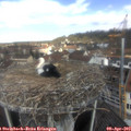 11_35-nest.jpg