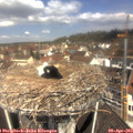 11_40-nest.jpg