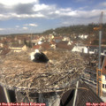 11_45-nest.jpg