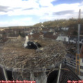 11_50-nest.jpg