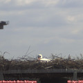 11_55-mast.jpg