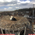 11_55-nest.jpg
