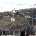 12_00-nest.jpg