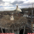 12_05-nest.jpg