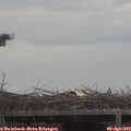 12_10-mast.jpg