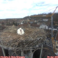 12_20-nest.jpg