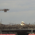 12_30-mast.jpg