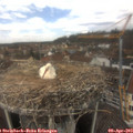 12_35-nest.jpg