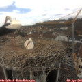 12_40-nest.jpg