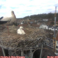 12_45-nest.jpg