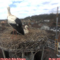12_50-nest.jpg