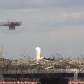 12_55-mast.jpg