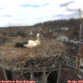 13_00-nest.jpg