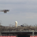 13_05-mast.jpg