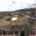 13_05-nest.jpg
