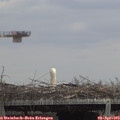 13_10-mast.jpg