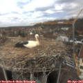 13_10-nest.jpg