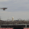 13_15-mast.jpg