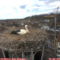 13_15-nest.jpg