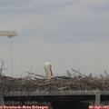 13_20-mast.jpg