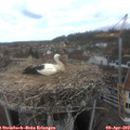13_20-nest.jpg
