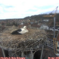 13_25-nest.jpg