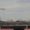 13_30-mast.jpg