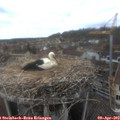 13_30-nest.jpg