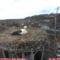 13_40-nest.jpg
