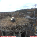 13_45-nest.jpg