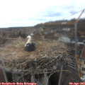 13_50-nest.jpg