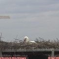 13_55-mast.jpg
