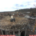 13_55-nest.jpg