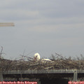 14_00-mast.jpg
