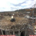 14_00-nest.jpg