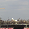 14_05-mast.jpg