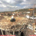 14_05-nest.jpg