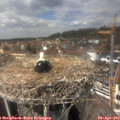 14_10-nest.jpg