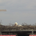 14_15-mast.jpg