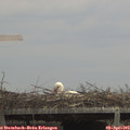14_20-mast.jpg