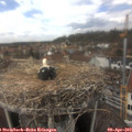 14_20-nest.jpg