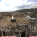 14_25-nest.jpg
