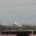 14_30-mast.jpg